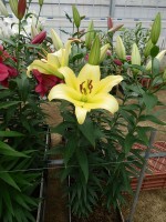 [5570 PO73 Bellville No01.JPG]